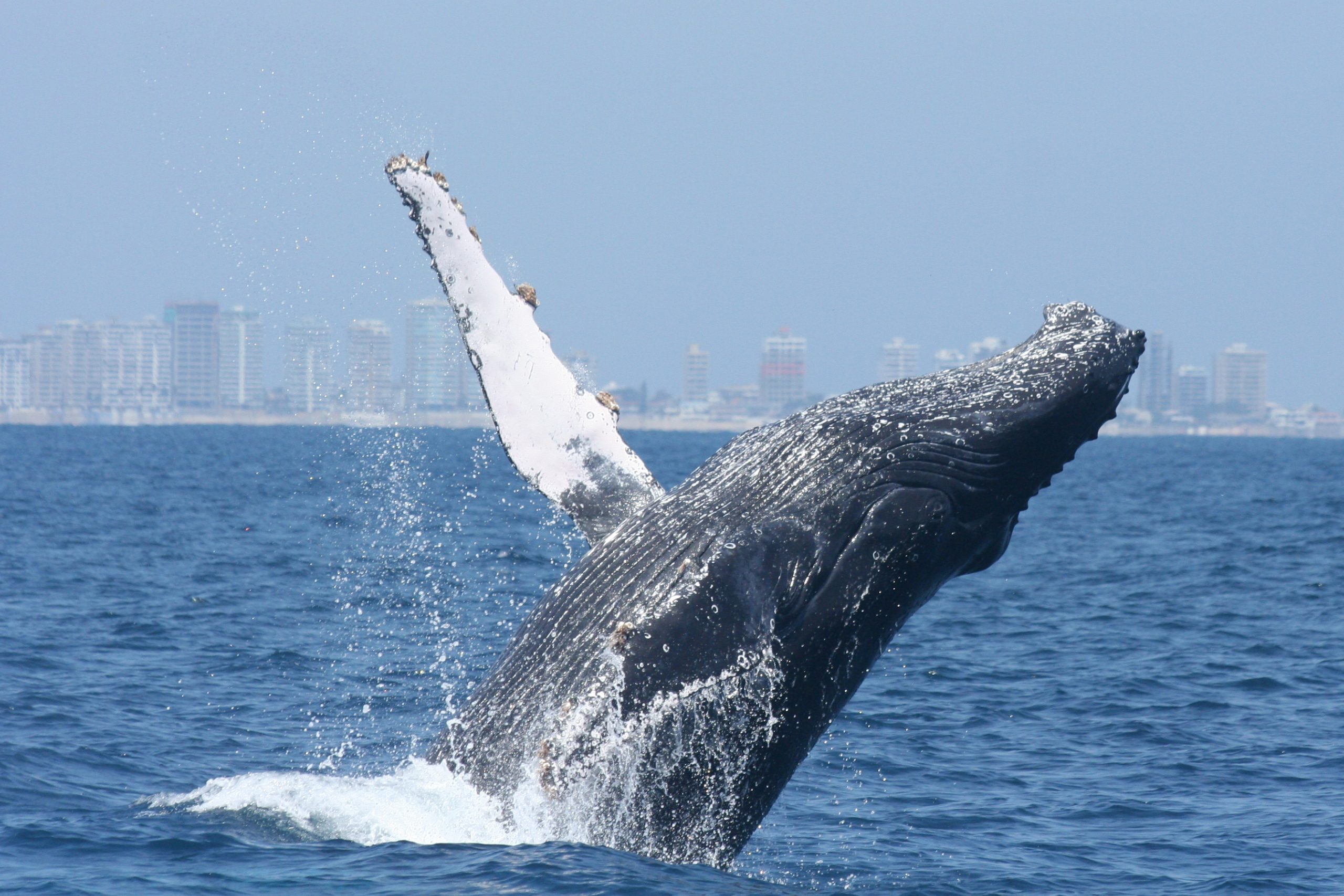 ¿por Qué Han Aparecido Ballenas Muertas En Las Costas De Ee Uu Desde Diciembre Laudemk 1242